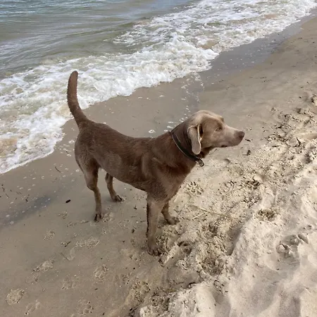 Prázdninový dům Inselglueck Unter Reet 100m Zum - Garten & Privatterrasse - Hund Willkommen *