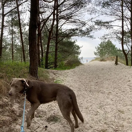 Reet Am Mit Hund Karlshagen