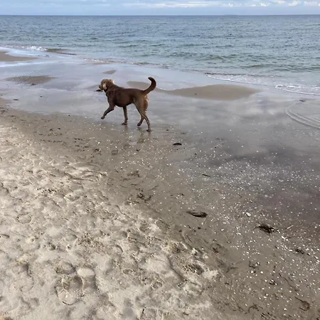 Inselglueck Unter Reet 100m Zum - Garten & Privatterrasse - Hund Willkommen