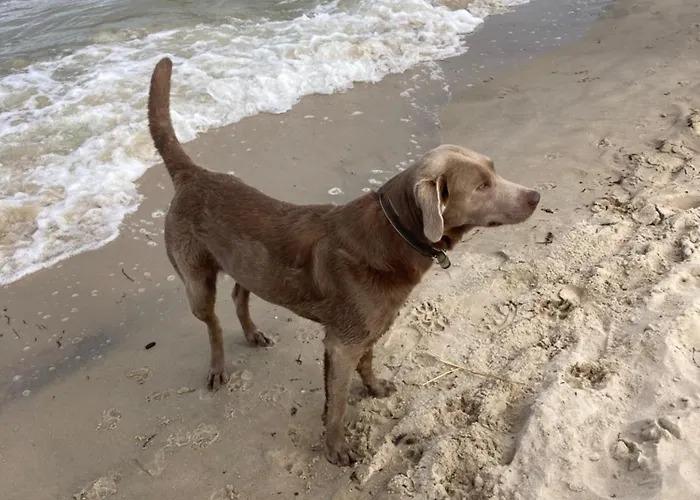 Tatil Evi Inselglueck Unter Reet 100m Zum - Garten & Privatterrasse - Hund Willkommen *